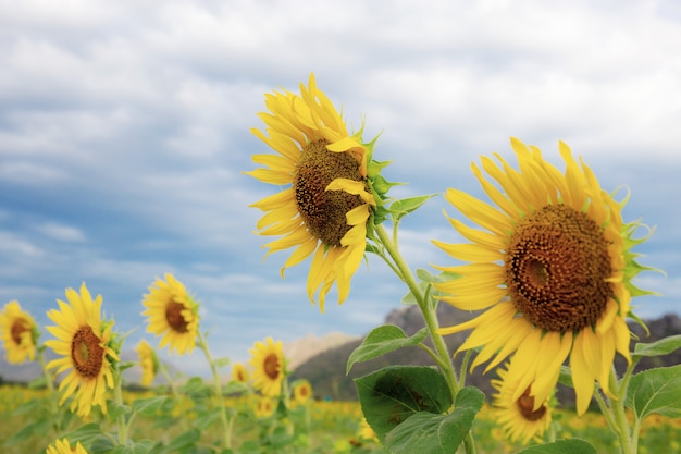 Girasole con bella al cielo.