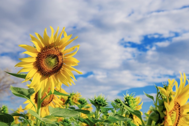 Girasole con bella natura al cielo blu.