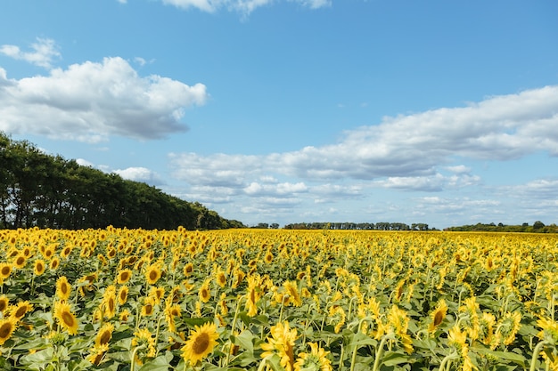 Girasole con cielo azzurro e bel sole. girasole