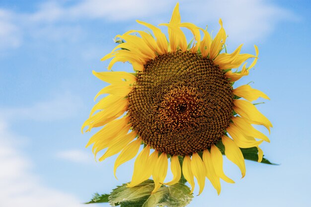 Girasole con cielo blu.