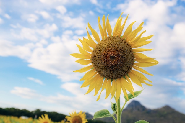 Girasole con cielo blu.