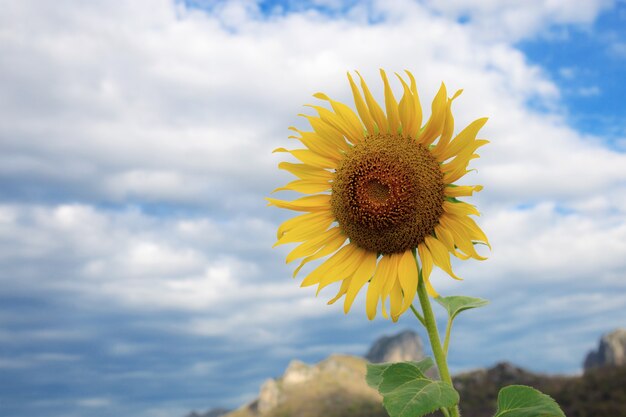 Girasole con cielo blu.