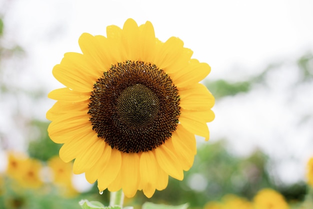 Girasole con cielo colorato