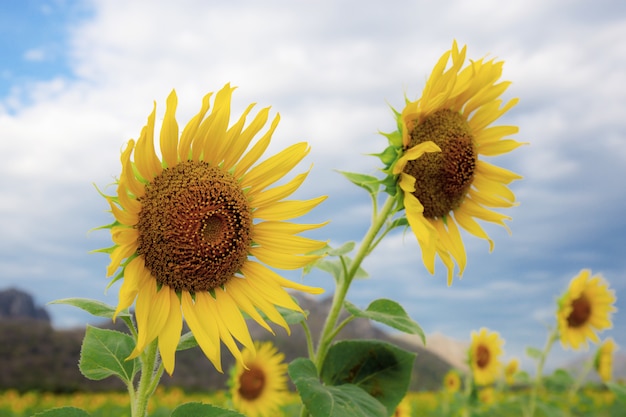 Girasole con cielo.