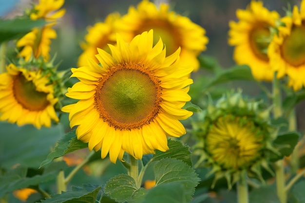 Girasole con il campo di girasoli in background