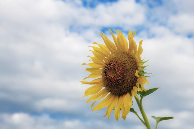 Girasole con il cielo