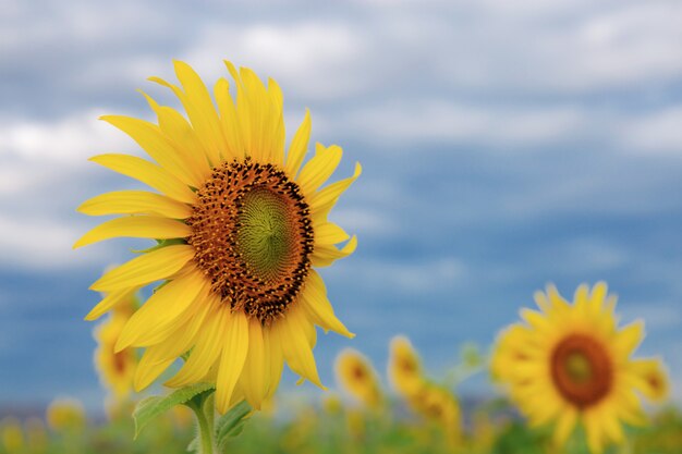 Girasole con l'azzurro del cielo.