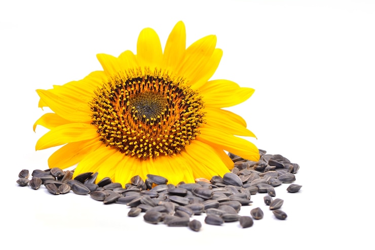 Foto girasole con semi su sfondo bianco