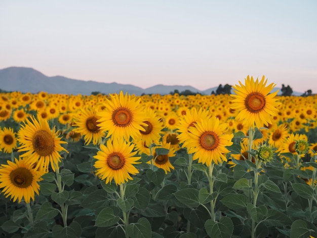 Girasole con sfondo blu del cielo