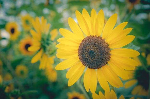 girasole con tono d&#39;epoca