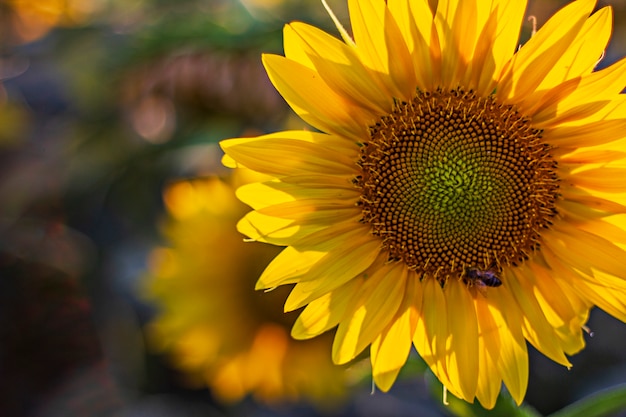 Girasole con vespa che raccoglie nettare