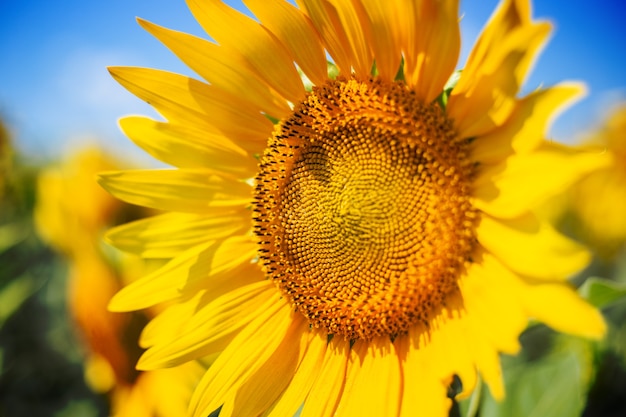 Girasole contro uno sfondo di cielo azzurro e un campo di girasoli. Messa a fuoco ristretta.