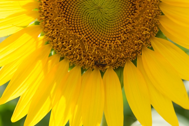 girasole da vicino