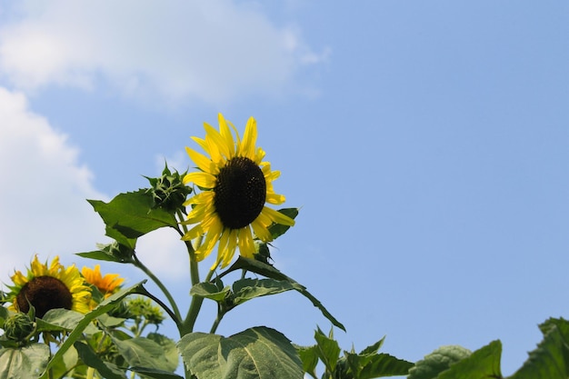 Girasole decorativo sullo sfondo del cielo blu