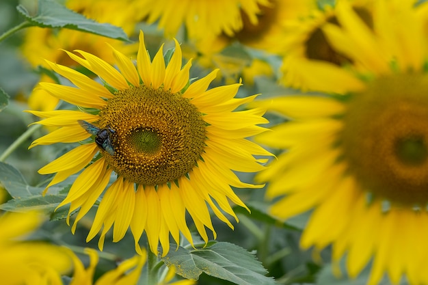 Girasole del primo piano e fondo funzionante della natura dell'ape