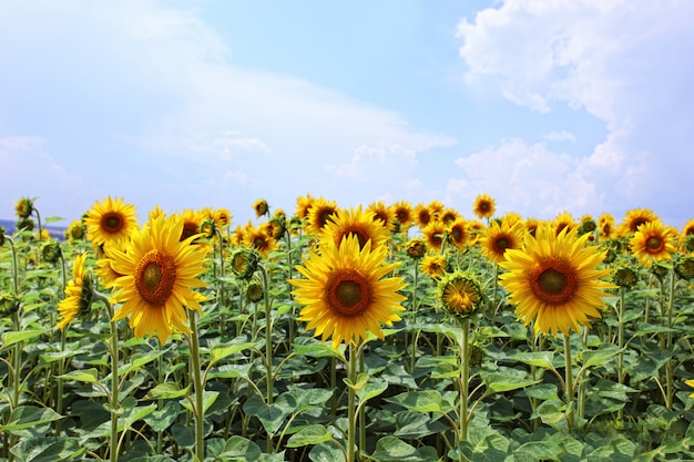 girasole di estate nel campo contro il cielo blu