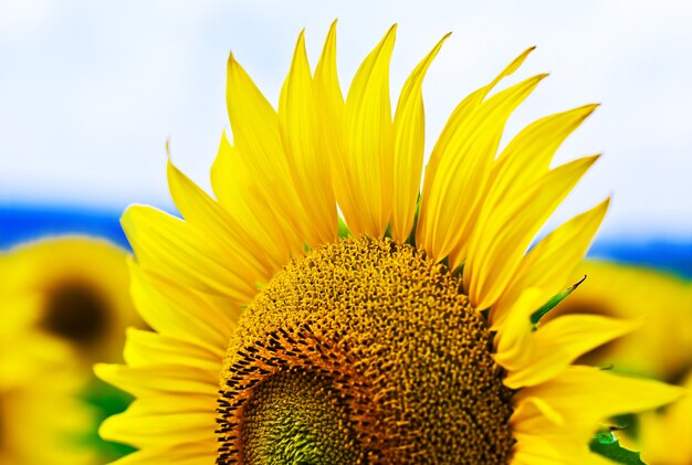 girasole di estate nel campo contro il cielo blu