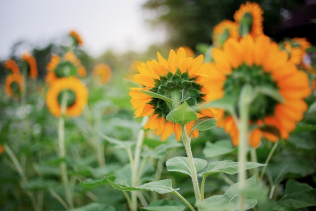 Girasole di nuovo in natura.