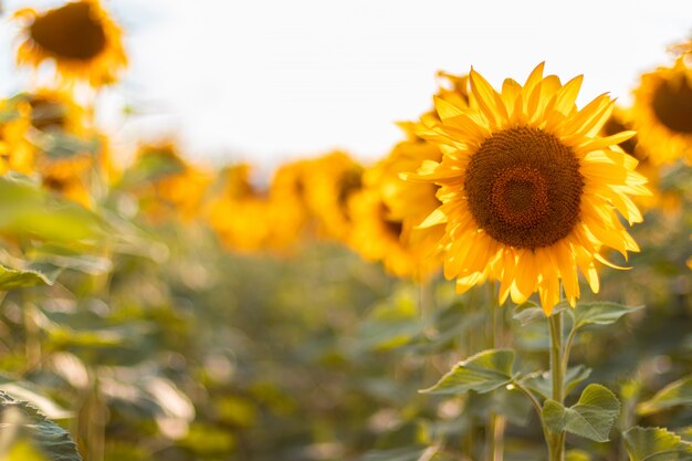 Girasole dorato nel campo nei raggi di luce solare