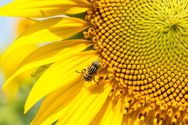 girasole e ape European Honey Bee Apis Mellifera che raccoglie nettare da
