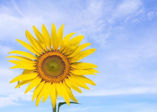 Girasole e cielo blu del primo piano