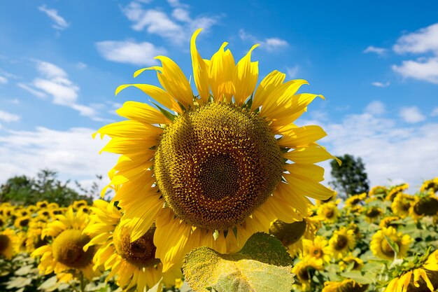 girasole e cielo blu