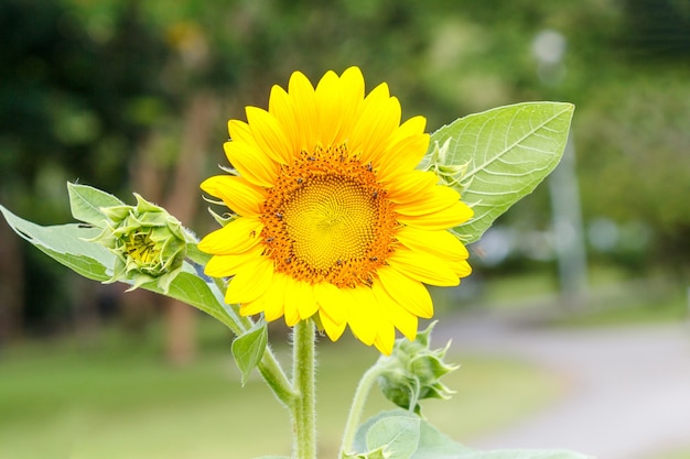 Girasole e foglia verde