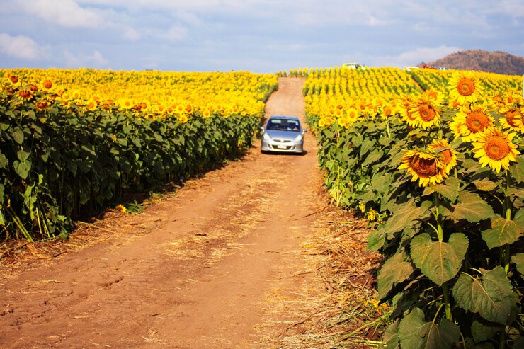 Girasole e un'auto in giardino.