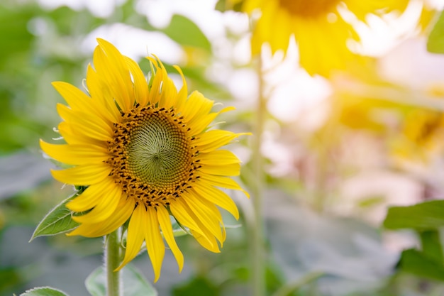 girasole, fiore di girasole di estate in campo, girasole natrue sfondo con copia spac