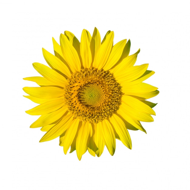 Girasole fresco giallo