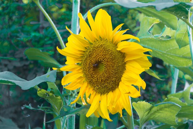 Girasole giallo coltivato nel giardino di casa