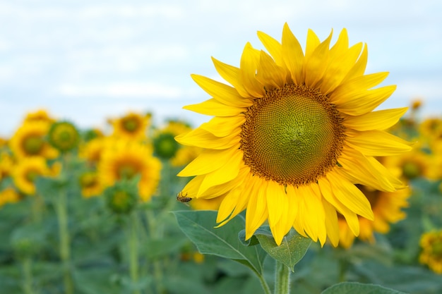 Girasole giallo di fioritura con un'ape