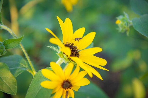 Girasole giallo e piccola ape