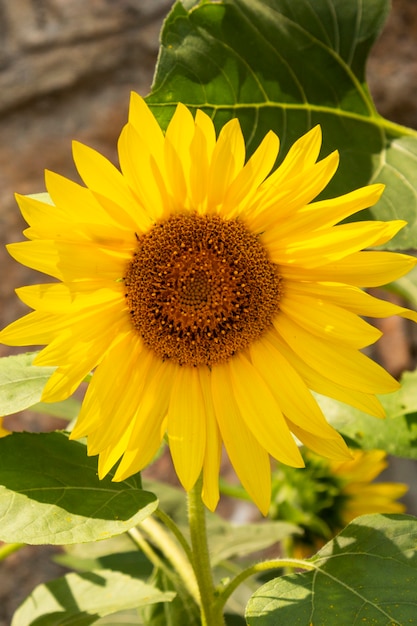 Girasole giallo in fiore nel giardino