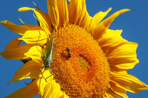 Girasole giallo in un campo contro un cielo blu brillante in una giornata di sole Primo piano del fiore di girasole Il girasole sta fiorendo Una grande locusta verde si siede su un girasole in fiore