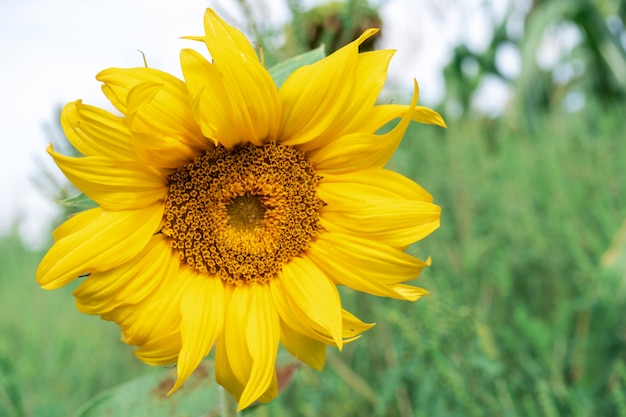 Girasole giallo nel campo, giorno di estate