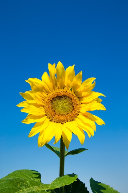 Girasole giallo sopra cielo blu