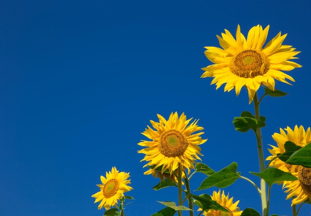 Girasole giallo sopra cielo blu