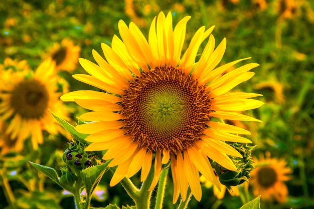 girasole giallo su campo in orario serale