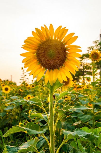 girasole giallo su campo in orario serale