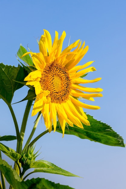 Girasole giallo su un cielo blu