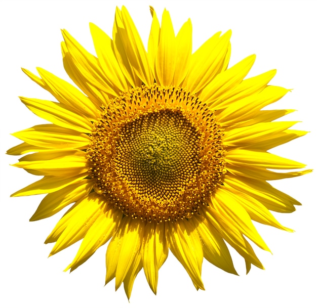 Girasole Giallo