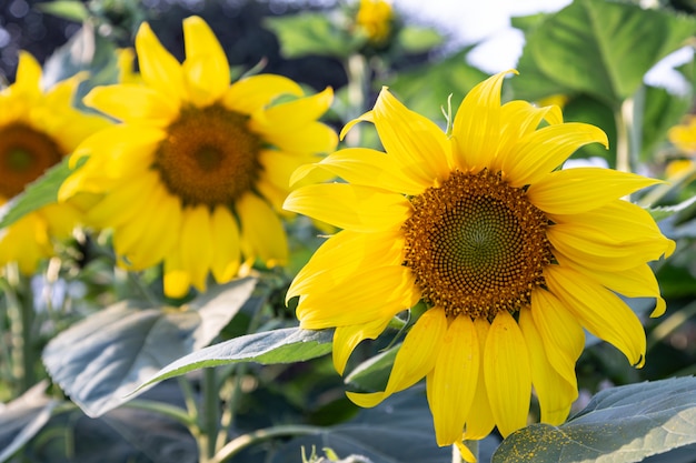 Girasole Giallo