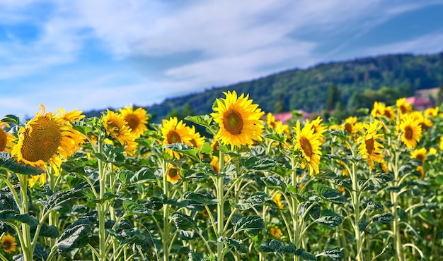 Girasole Girasoli in una giornata di sole