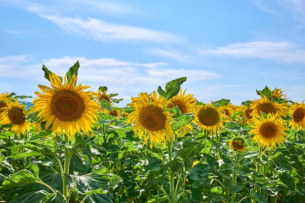 Girasole Girasoli in una giornata di sole