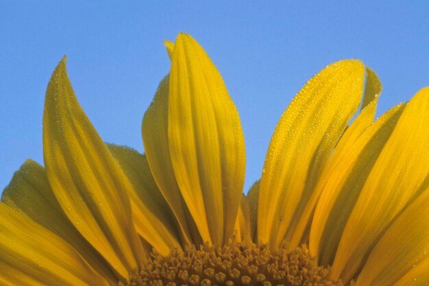 Girasole Helianthus annuus