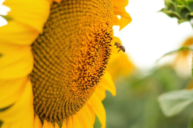 Girasole impollinatore Honey Bee Campo di girasole sullo sfondo Messa a fuoco selettiva