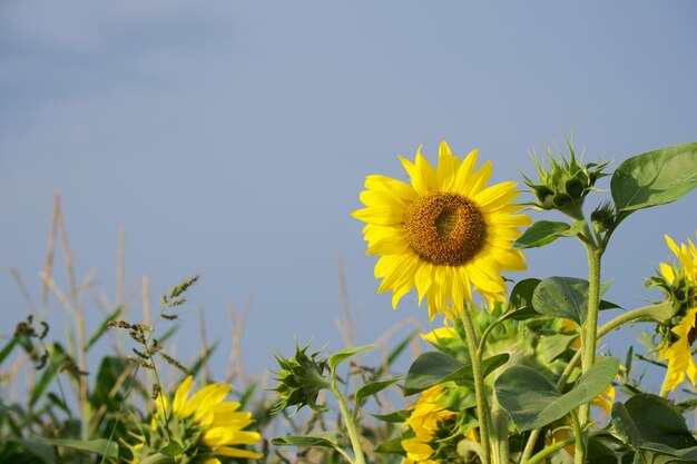 girasole in campo agricolo