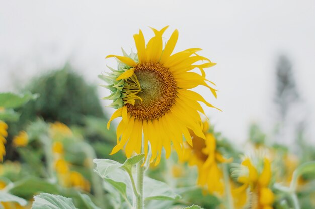 Girasole in campo con sfondo di natura