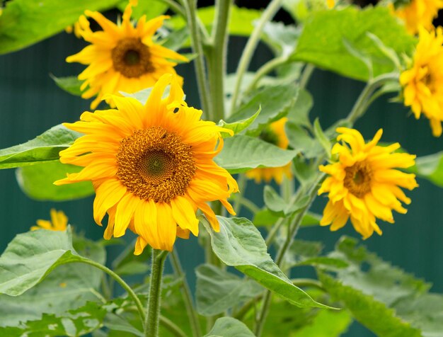 Girasole in campo in una giornata di sole. Fioritura di girasole. Primo piano di girasole.